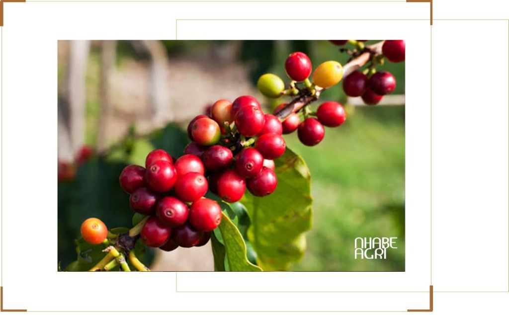 Giá Cà Phê Arabica 2026 - Cập Nhật Thị Trường Hôm Nay