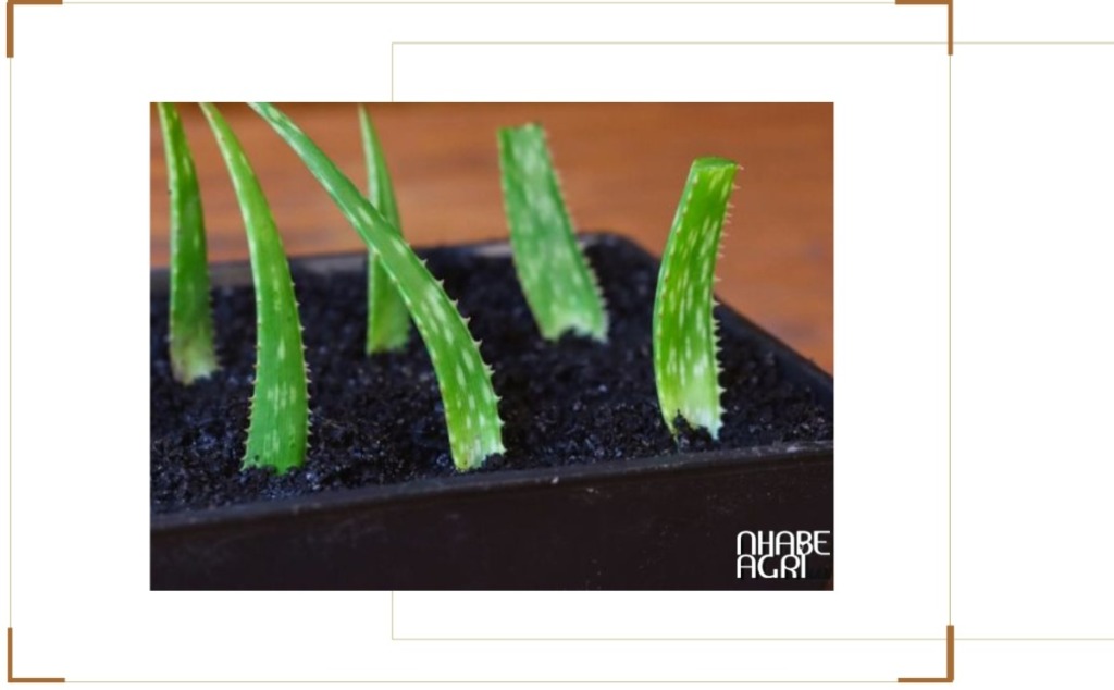 Cách Trồng Nha Đam Bằng Lá Tại Nhà – Hướng Dẫn Chi Tiết Từng Bước, Tăng Tỷ Lệ Sống Cao