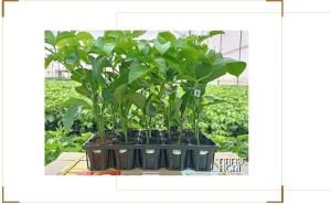 Cây Giống Chanh Dây