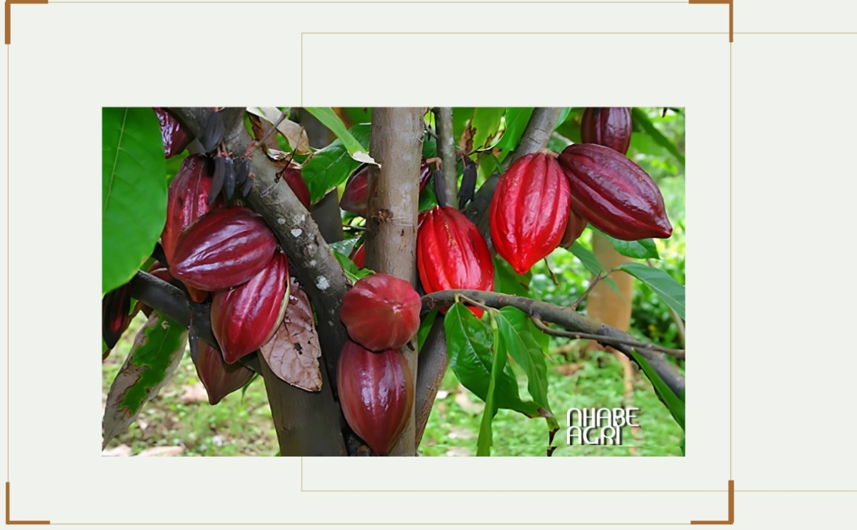 Cây ca cao Cây Ca Cao Là Gì? Đặc Điểm, Kỹ Thuật Trồng Và Giá Trị Kinh Tế Của Cây Ca Cao