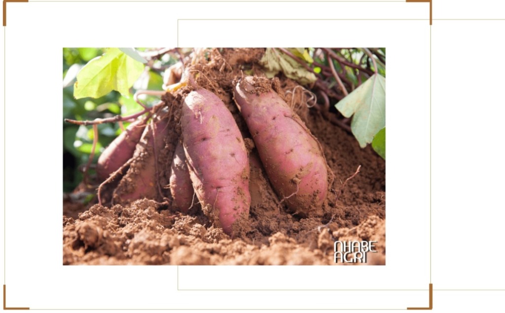 Cách Trồng Khoai Lang Từ Củ Đơn Giản, Dễ Làm, Cho Nhiều Củ