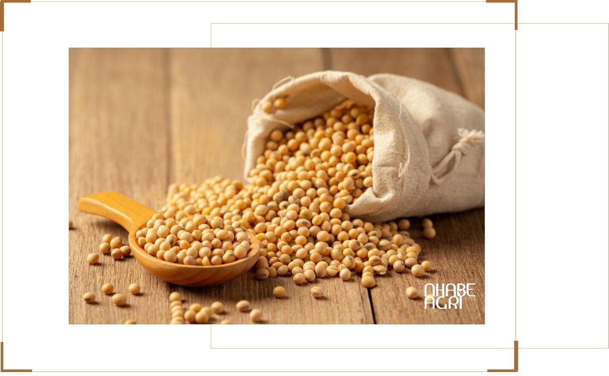 Giá hạt đậu nành thô Giá hạt đậu nành thô