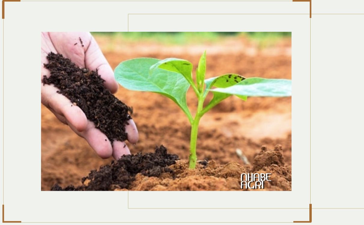 Phân bón hữu cơ sinh học Phân Bón Hữu Cơ – Giải Pháp Phục Hồi Đất Và Canh Tác Bền Vững