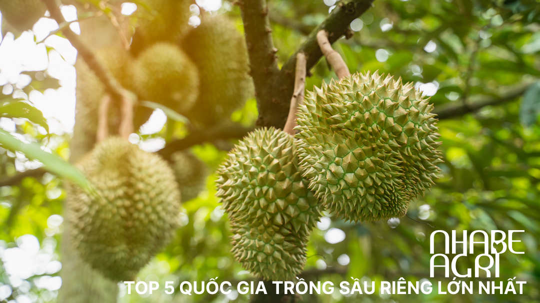 Top 5 quốc gia trồng sầu riêng lớn nhất: Cuộc cạnh tranh toàn cầu về loại trái cây này 1 Top 5 quoc gia trong sau rieng lon nhat