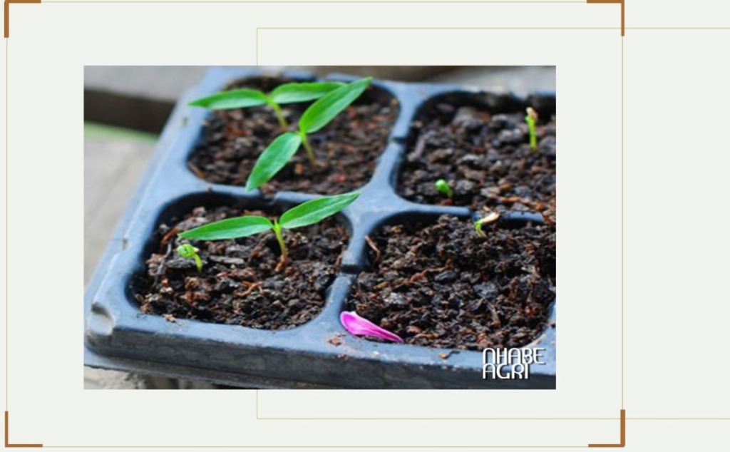 Trồng cây ớt