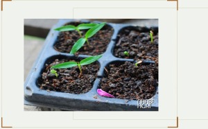 Trồng cây ớt