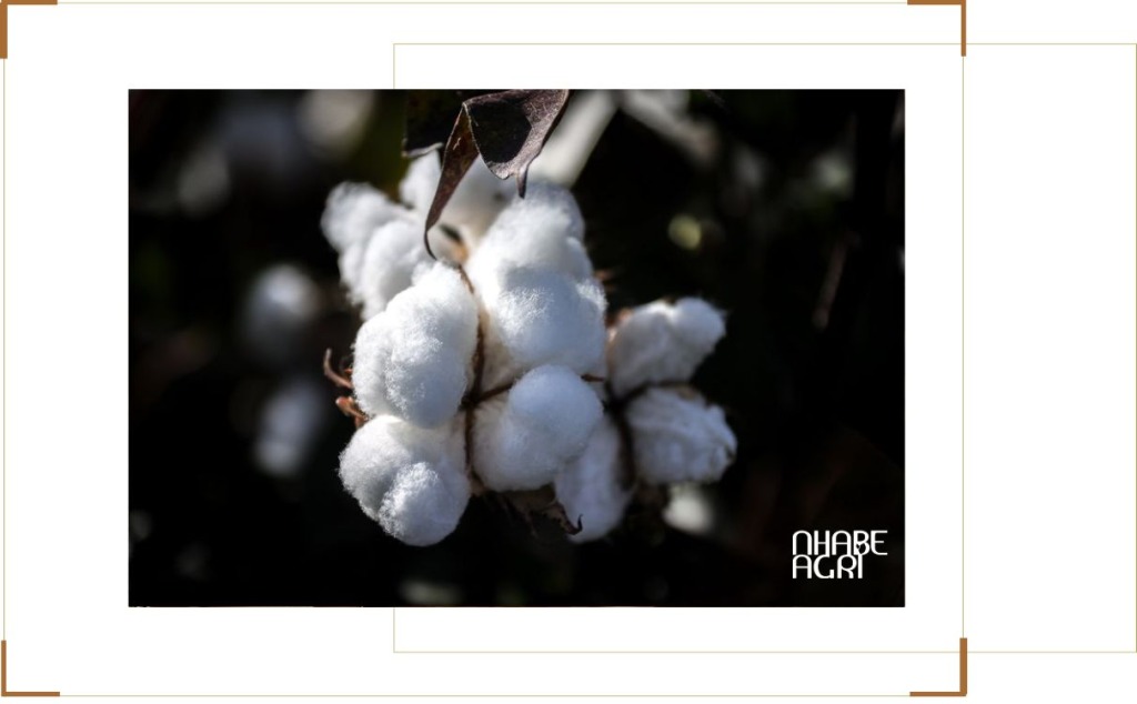 Giá Bông Cập Nhật Thị Trường Nông Sản Mới Nhất