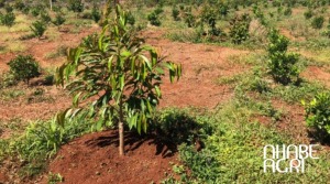 phân bón cho cây sầu riêng