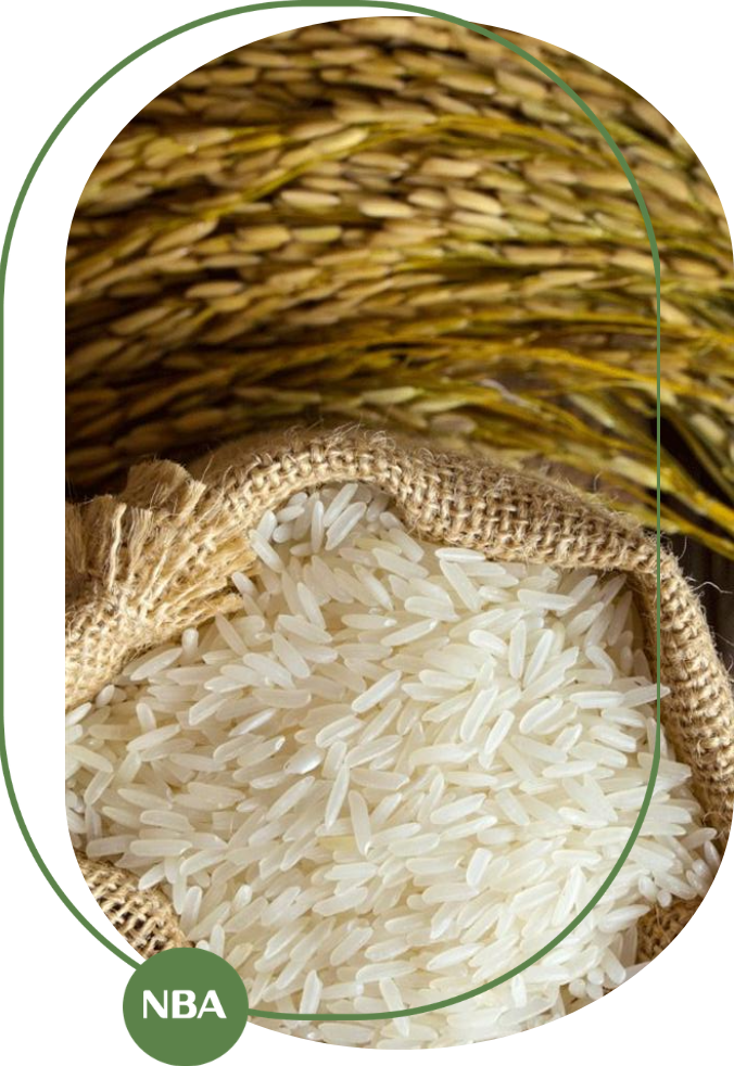 cách trồng lúa gạo năng xuất