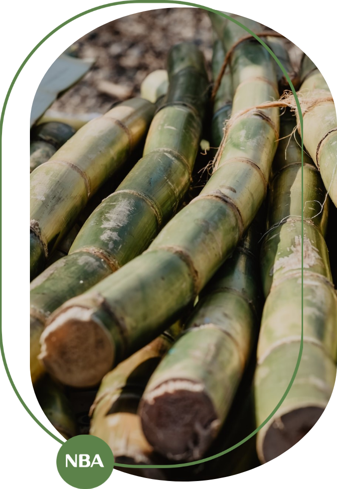 thị trường mía đường hiện nay