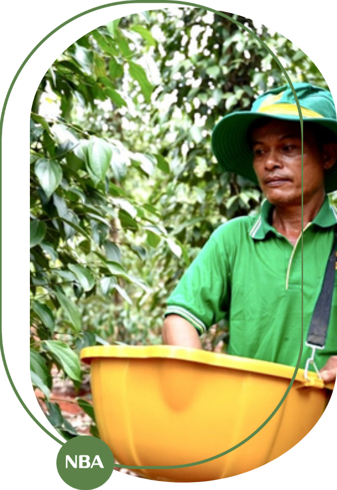 cách bón phân cho hồ tiêu