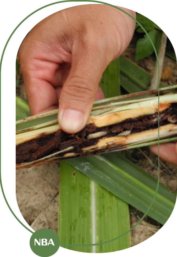 cách phòng trừ sâu bệnh cây mía mới nhất