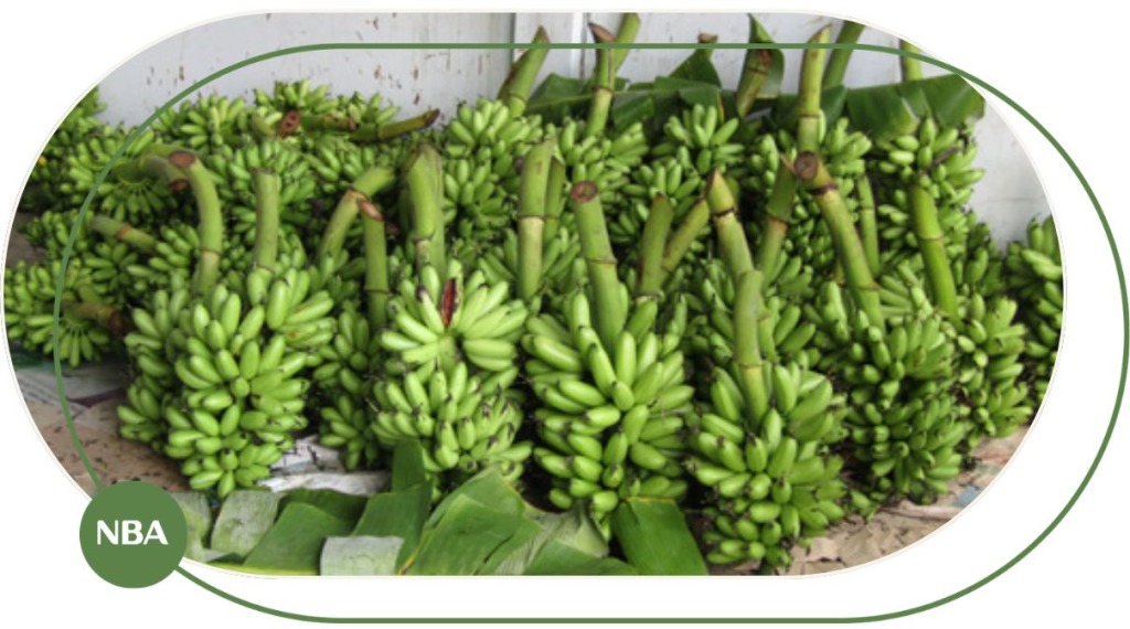 Bạn đã trồng và chăm sóc hoa hồng đúng cách chưa? 5 Buồng chuối cau