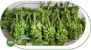 Buồng chuối cau