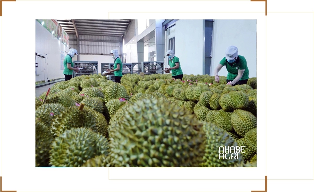 Thị Trường Xuất Khẩu Nông Sản 2026: Cơ Hội, Xu Hướng & Chiến Lược Thành Công 1 thị trường xuất khẩu nông sản việt nam 2026