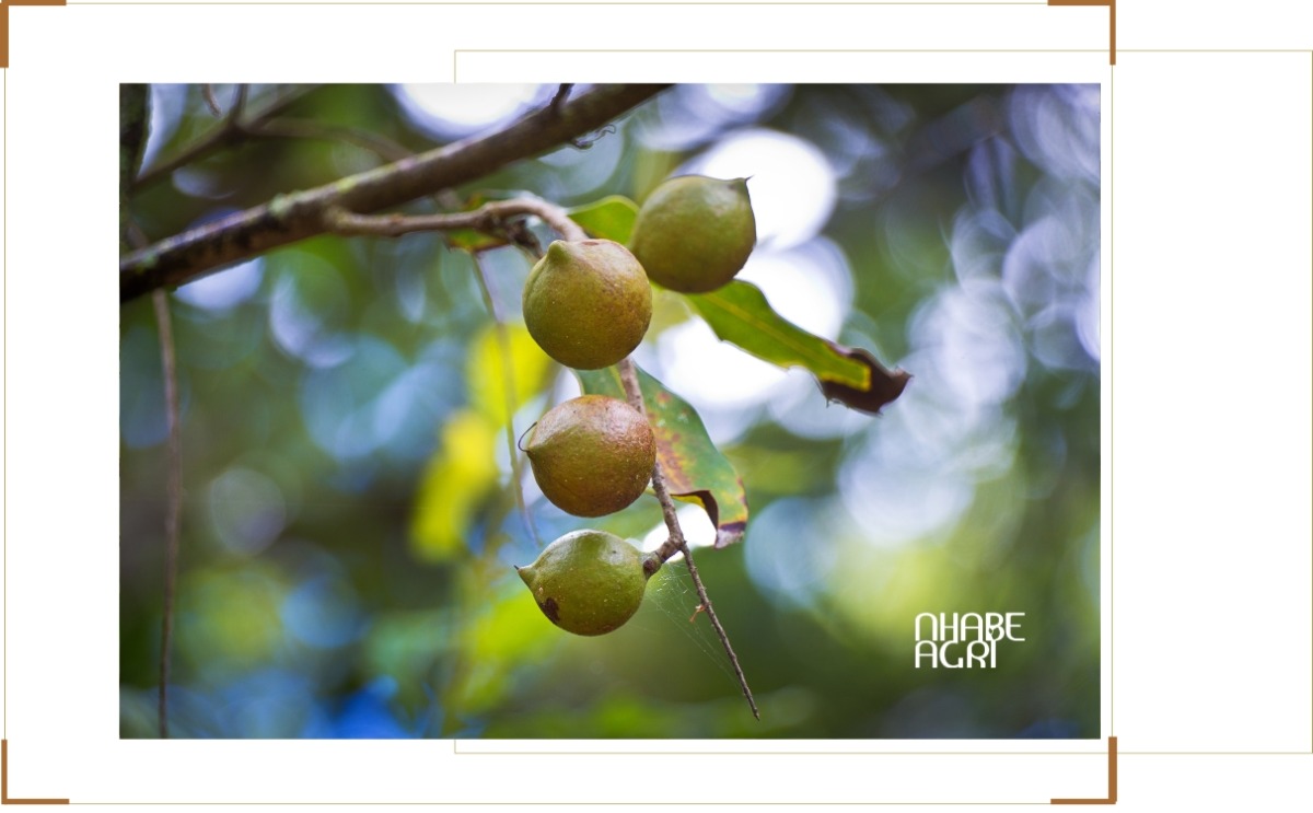 chi phí đầu tư trồng mắc ca mới nhất