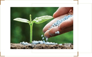 giá phân bón toàn cầu hiện nay