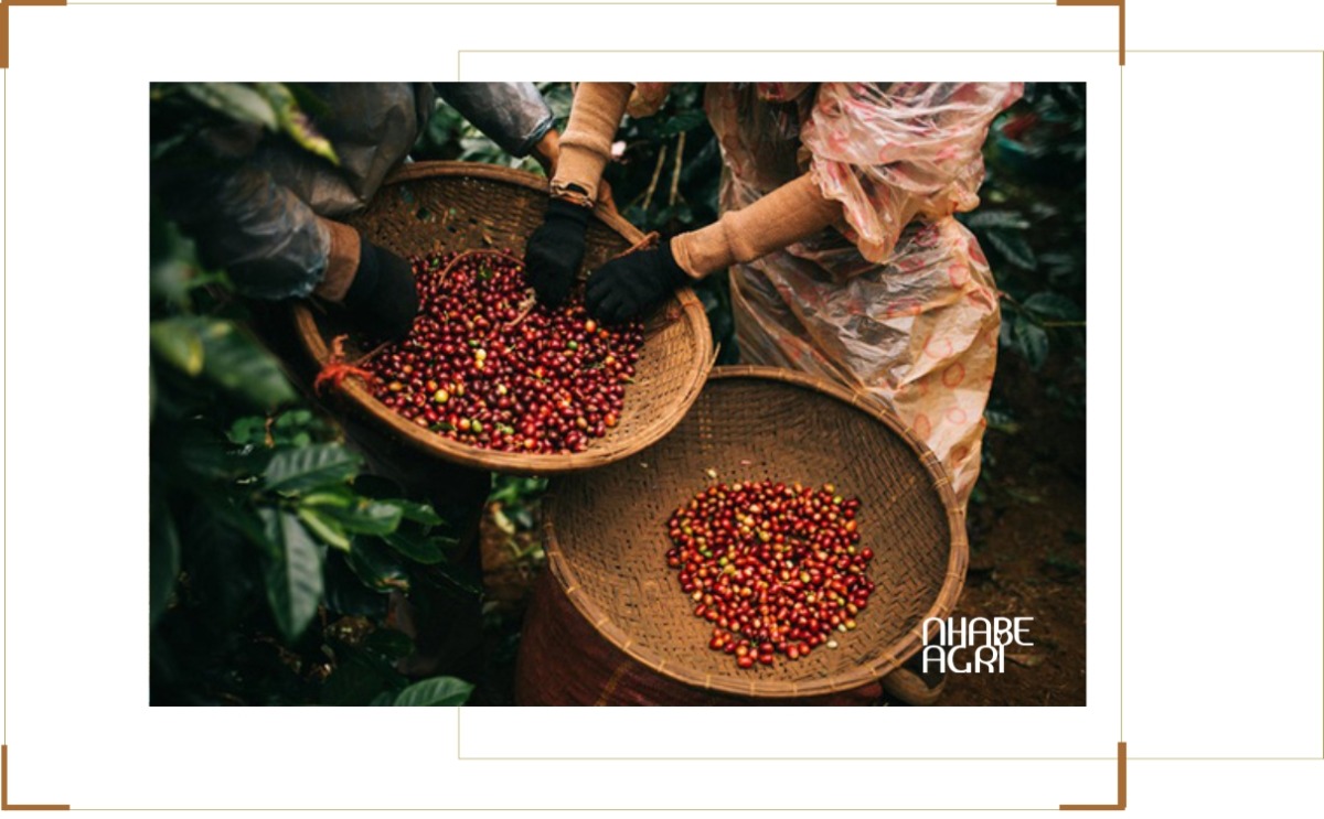 Thị Trường Xuất Khẩu Nông Sản 2026: Cơ Hội, Xu Hướng & Chiến Lược Thành Công 2 thị trường xuất khẩu nông sản việt nam mới nhất