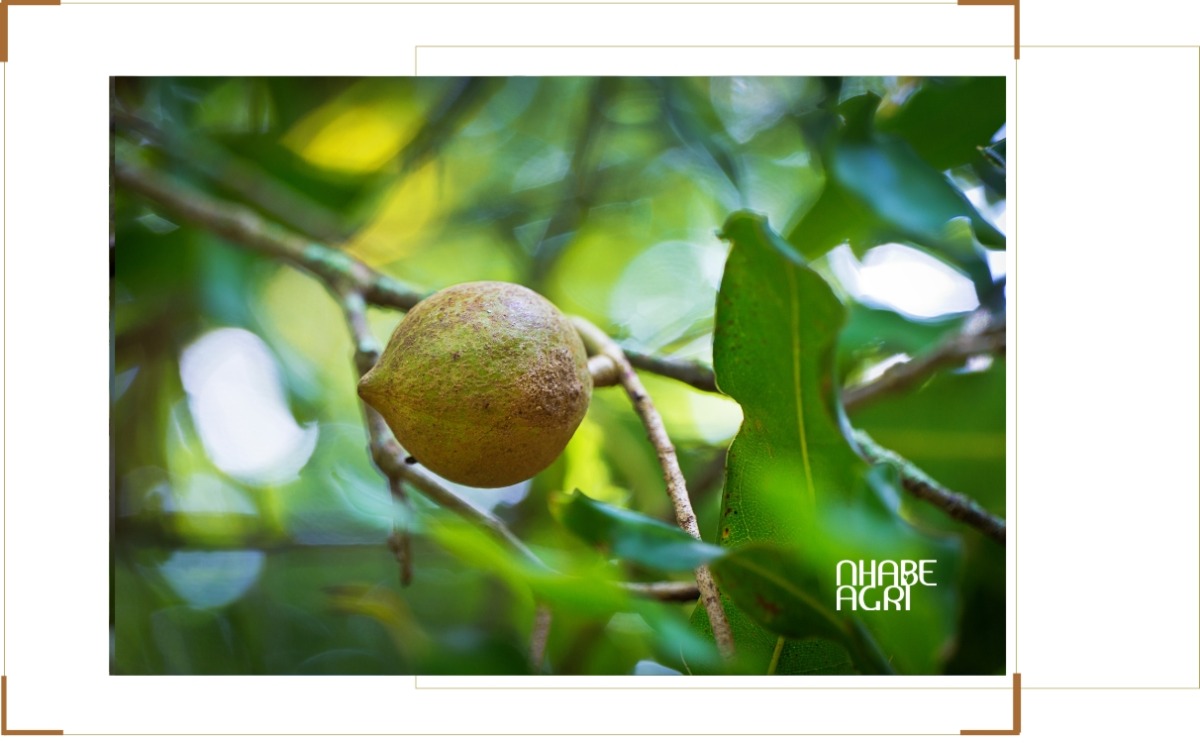 chi phí đầu tư trồng mắc ca mới nhất 2026