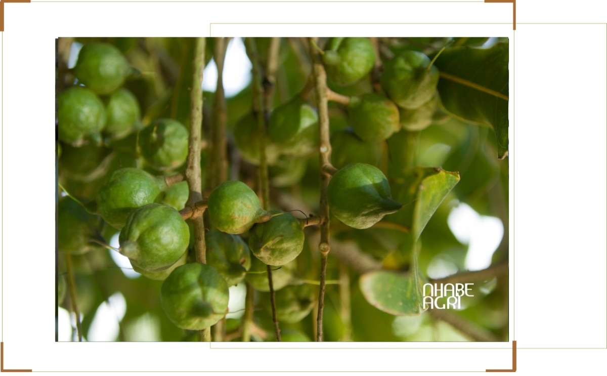 chi phí đầu tư trồng mắc ca