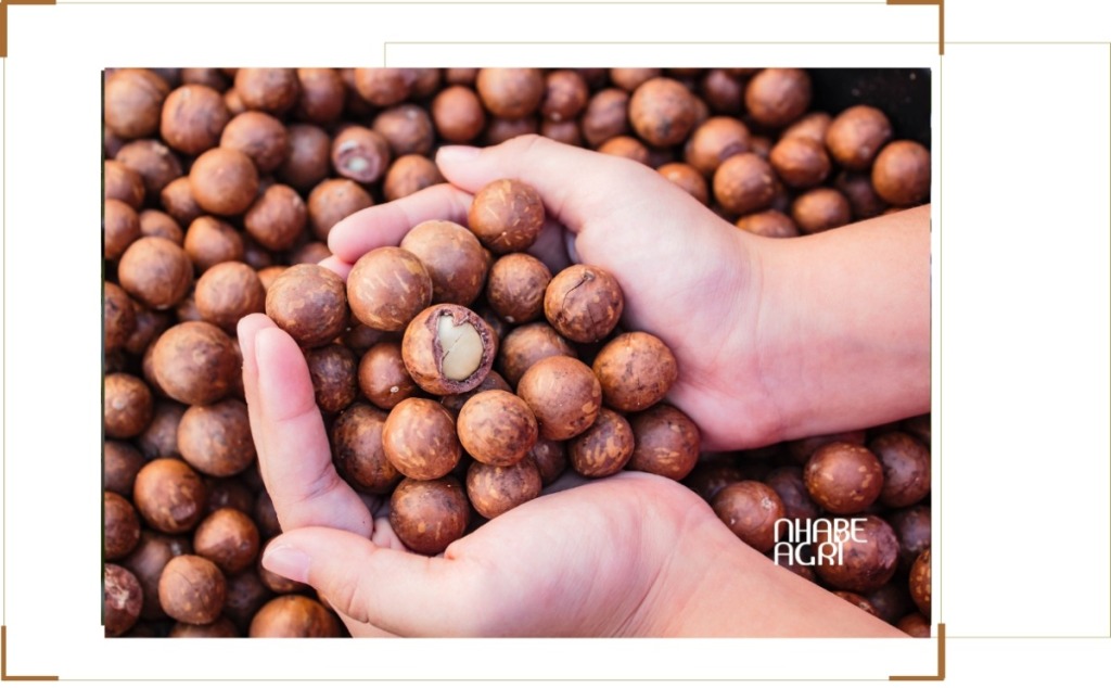 chi phí đầu tư trồng mắc ca nhanh nhất