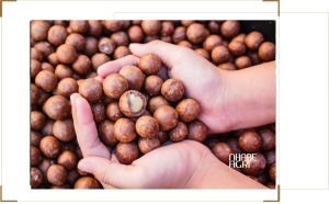 chi phí đầu tư trồng mắc ca nhanh nhất