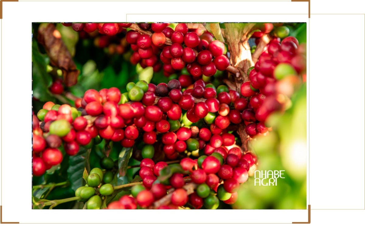 chiến tranh Iran ảnh hưởng đến giá cà phê 2026