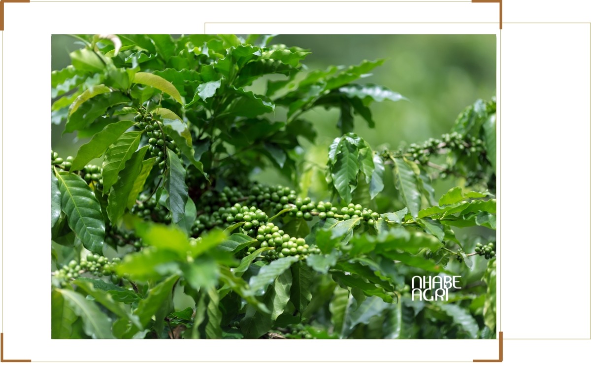 chiến tranh Iran ảnh hưởng đến giá cà phê mới nhất