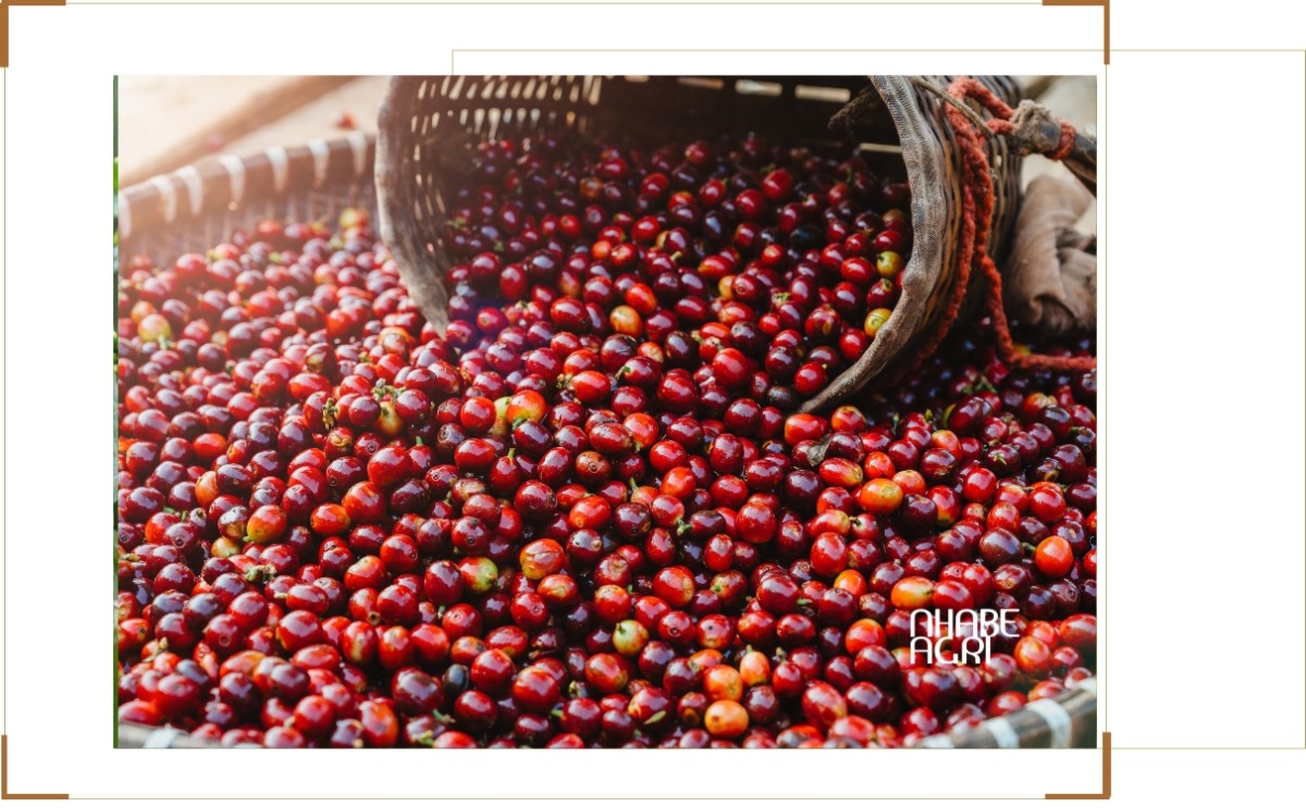 chiến tranh Iran ảnh hưởng đến giá cà phê toàn cầu