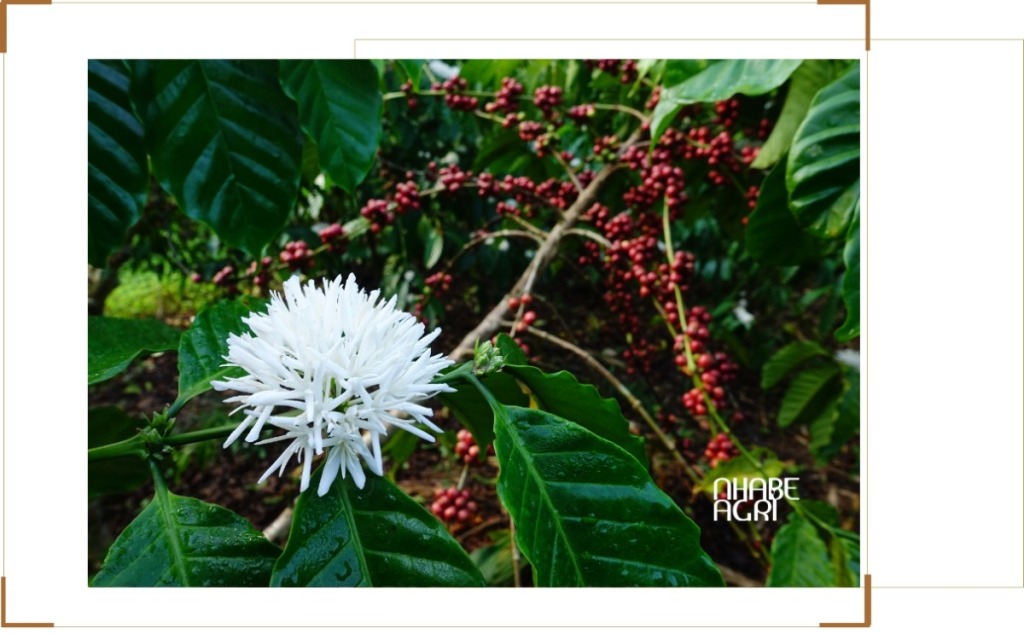 chiến tranh Iran ảnh hưởng đến giá cà phê hôm nay