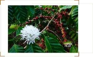 chiến tranh Iran ảnh hưởng đến giá cà phê hôm nay