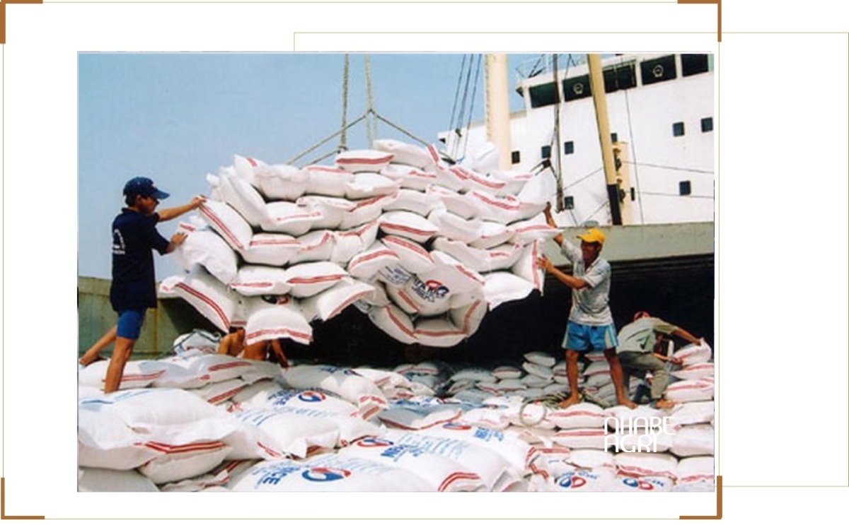 Thị Trường Gạo Thế Giới: Xu Hướng, Giá Cả Và Triển Vọng Xuất Khẩu 2 thị trường gạo thế giới 2026