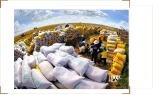 thị trường gạo thế giới hôm nay