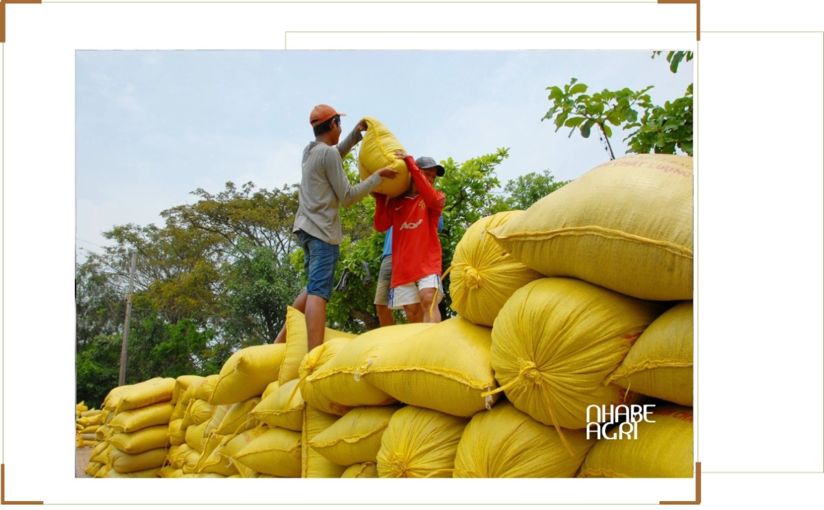 Thị Trường Gạo Thế Giới: Xu Hướng, Giá Cả Và Triển Vọng Xuất Khẩu 4 thị trường gạo thế giới mới nhất