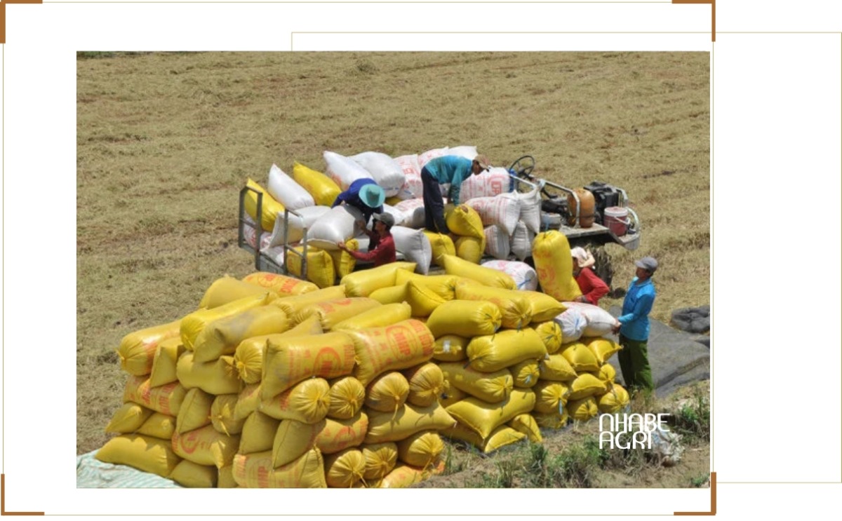 Thị Trường Gạo Thế Giới: Xu Hướng, Giá Cả Và Triển Vọng Xuất Khẩu 3 cập nhật thị trường gạo thế giới