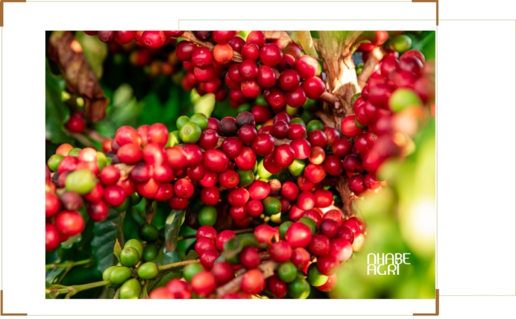 xuất khẩu cà phê việt nam