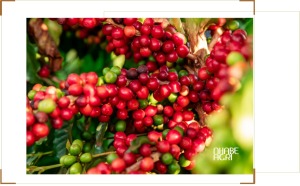 xuất khẩu cà phê việt nam