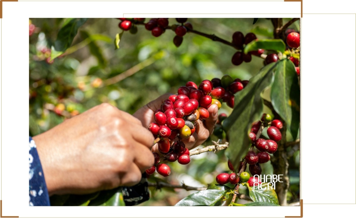 thị trường xuất khẩu cà phê việt nam 2026