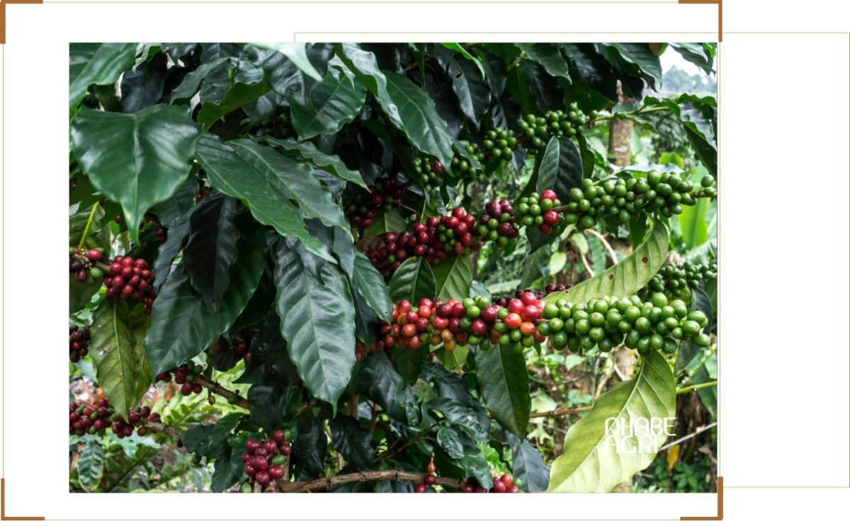 thị trường xuất khẩu cà phê việt nam tin mới