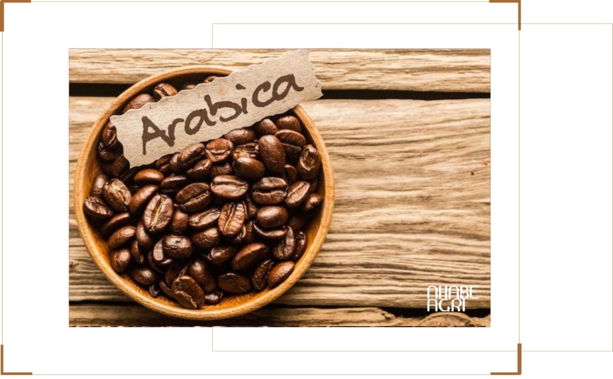 Giá Cà Phê Arabica: Cập Nhật Mới Nhất Từ Thị Trường 1 giá cà phê arabica 2026