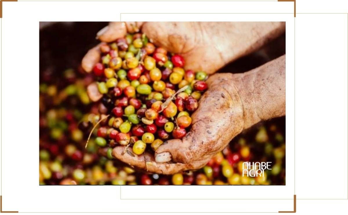 Thị Trường Xuất Khẩu Nông Sản 2026: Cơ Hội, Xu Hướng & Chiến Lược Thành Công 3 thị trường xuất khẩu nông sản