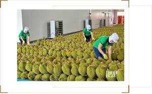 thị trường xuất khẩu nông sản việt nam