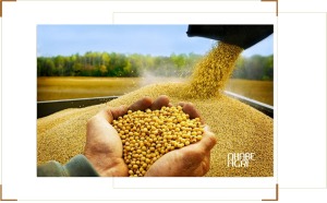 cập nhật thị trường nông sản thế giới mới nhất