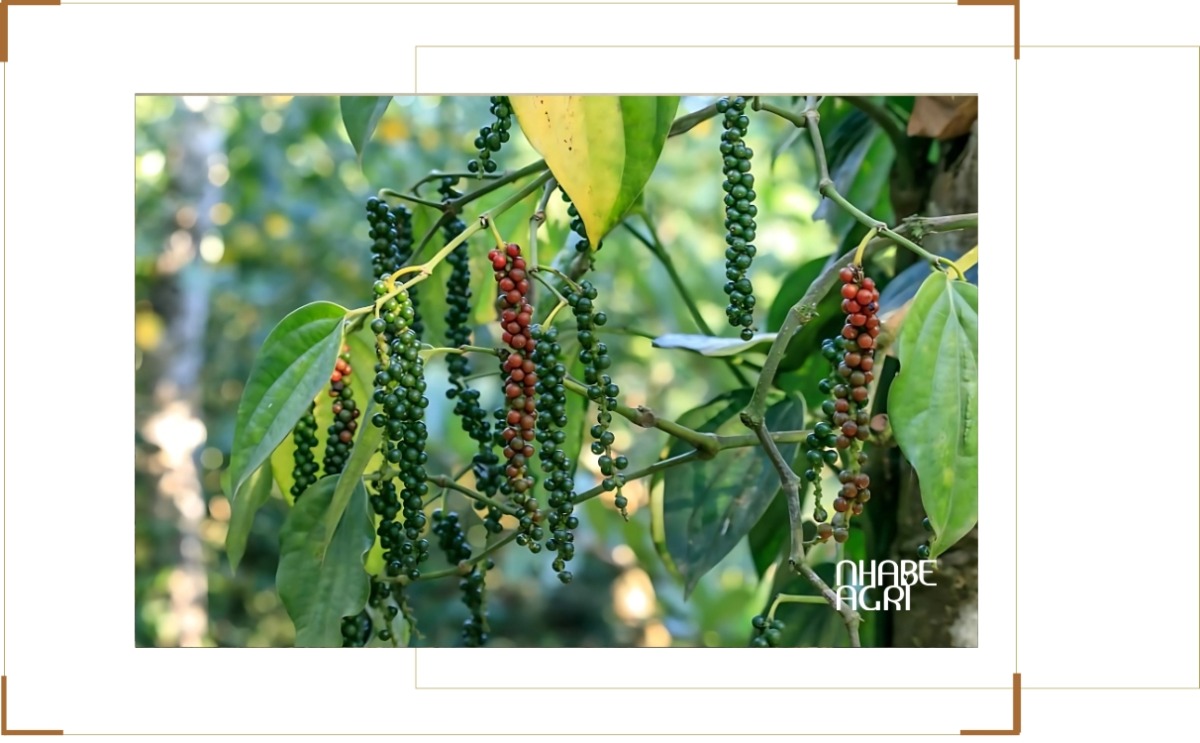 xuất khẩu hồ tiêu Việt Nam 2026