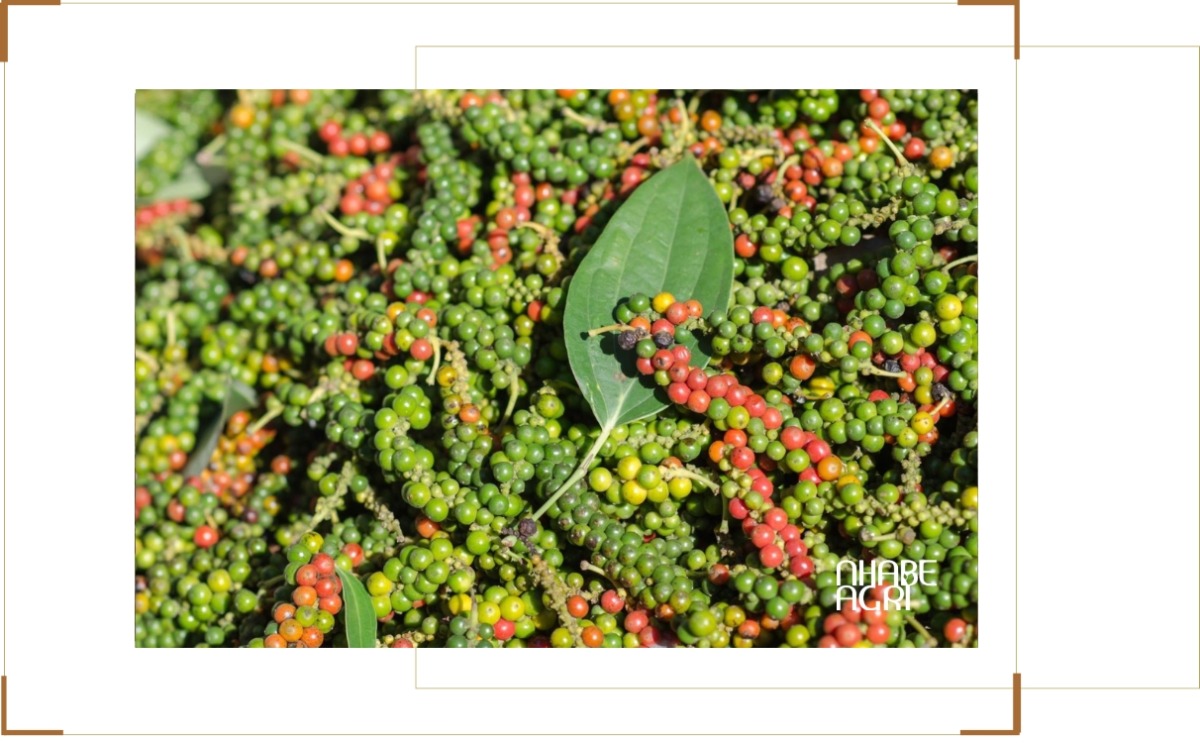 Xuất Khẩu Hồ Tiêu Việt Nam: Thị Trường, Xu Hướng Và Cơ Hội Phát Triển 1 hồ tiêu 2026