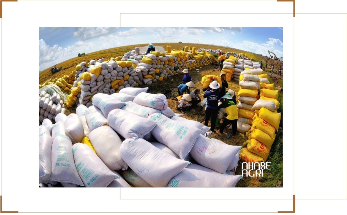 giá gạo xuất khẩu việt nam 2026