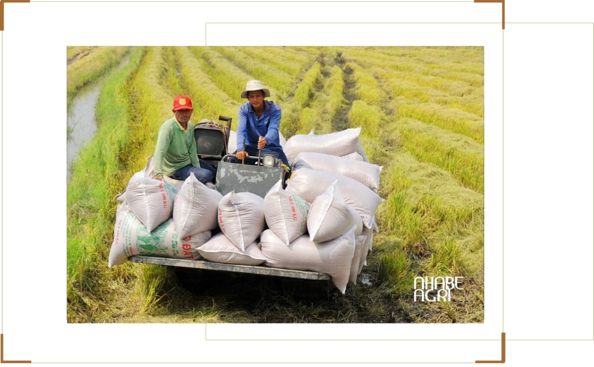 giá gạo xuất khẩu việt nam năm nay