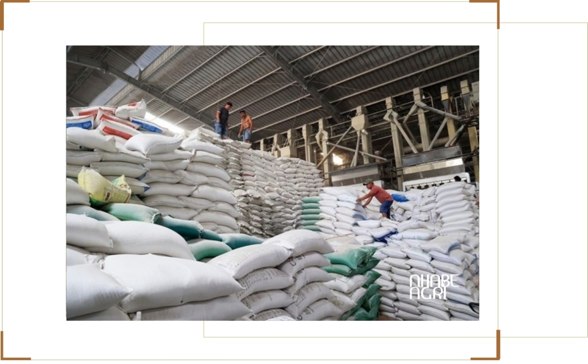giá gạo xuất khẩu việt nam tin mới