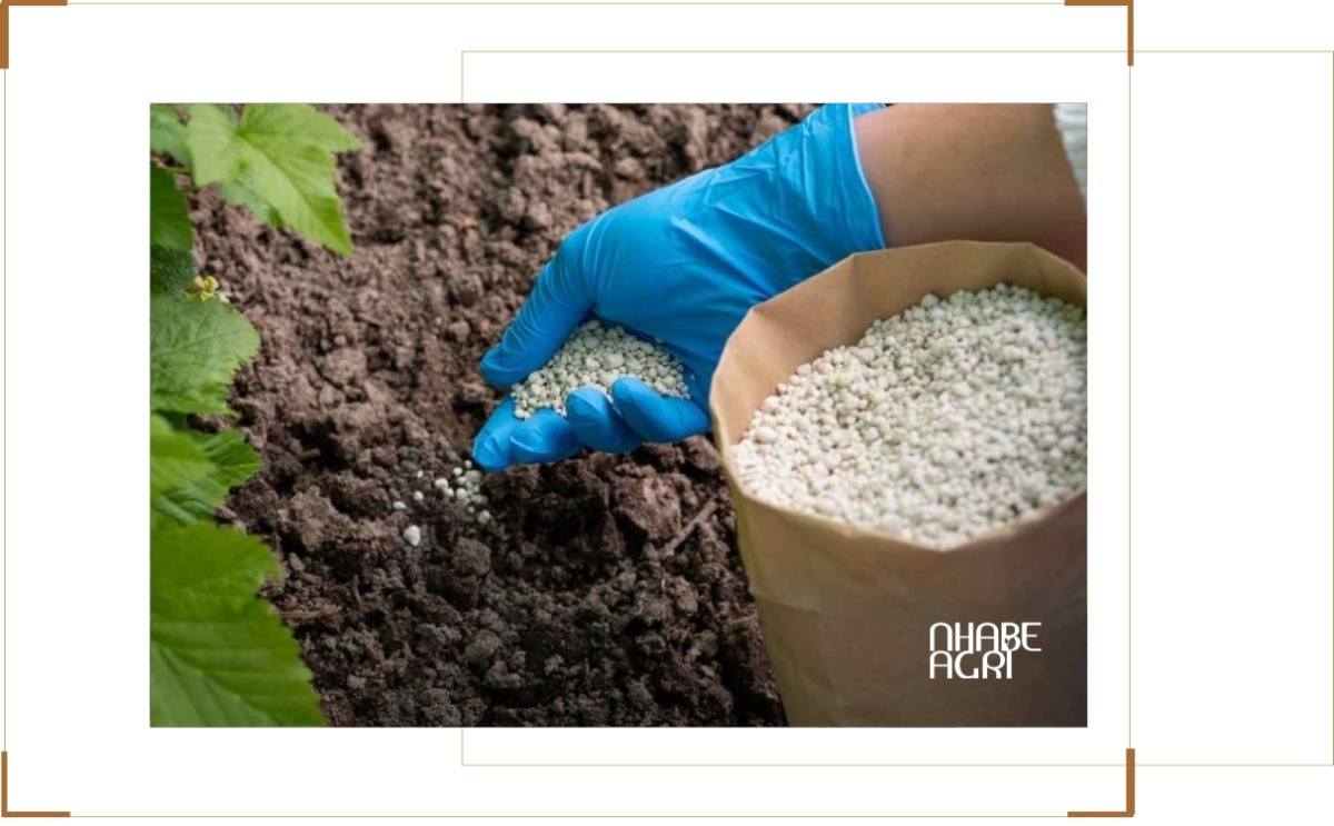 giá phân tăng vì chiến tranh iran 2026