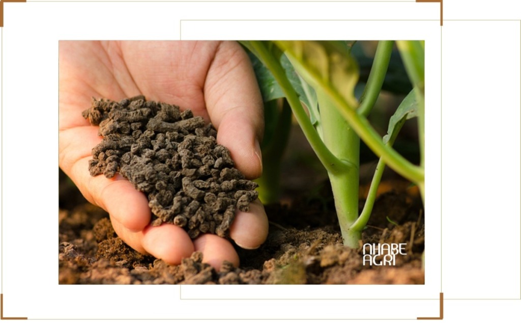 giá phân tăng vì chiến tranh